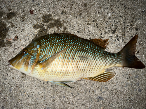 ハマフエフキの釣果