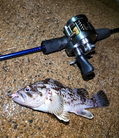 クロソイの釣果