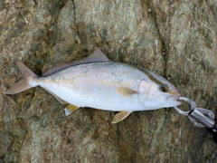 ショゴの釣果