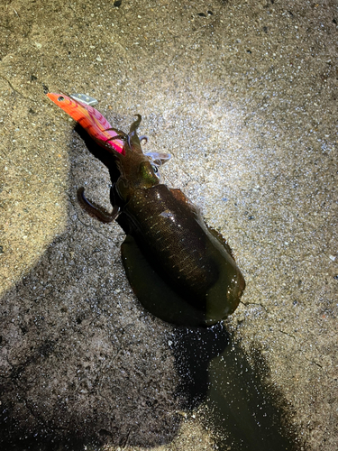 アオリイカの釣果