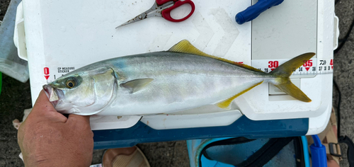 ツバスの釣果