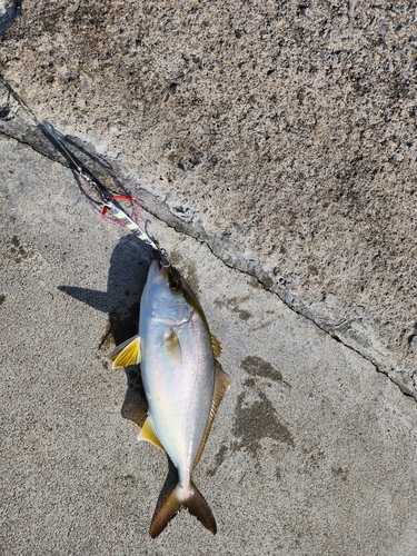 ショゴの釣果