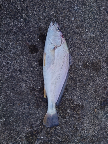 ニベの釣果