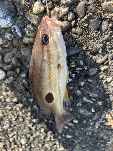 クロホシフエダイの釣果