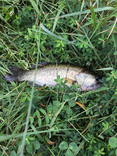 ブラックバスの釣果