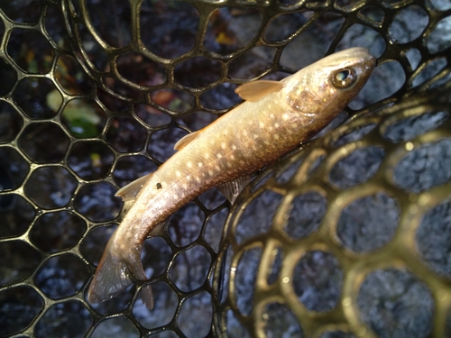 アメマスの釣果