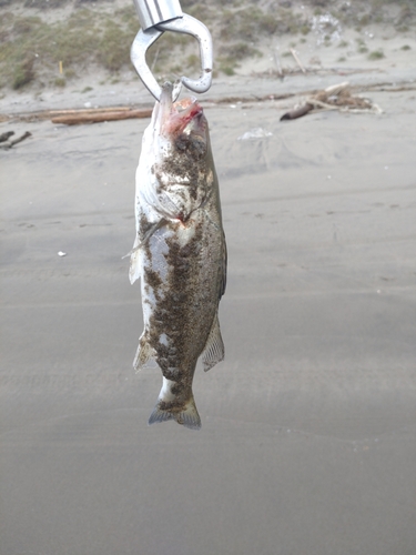 セイゴ（ヒラスズキ）の釣果