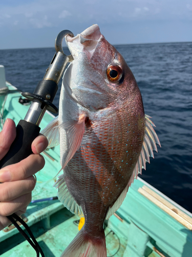 マダイの釣果