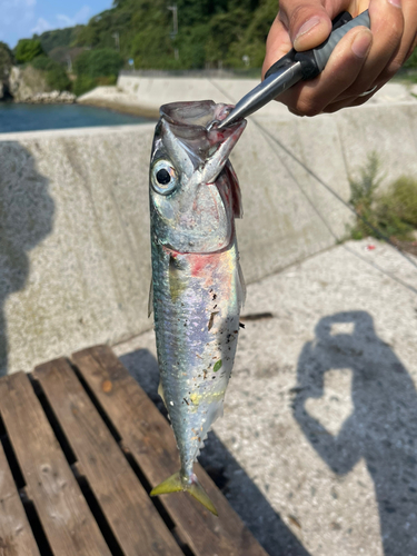 サバの釣果