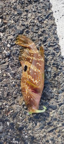 キジハタの釣果