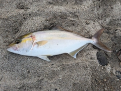 ショゴの釣果