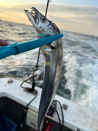 タチウオの釣果