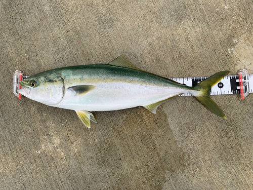 イナダの釣果