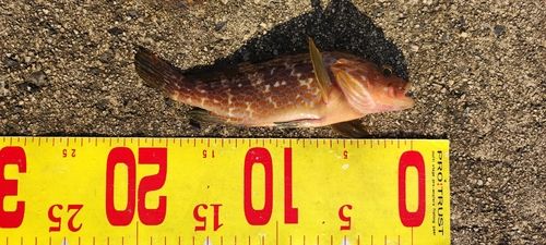 キジハタの釣果