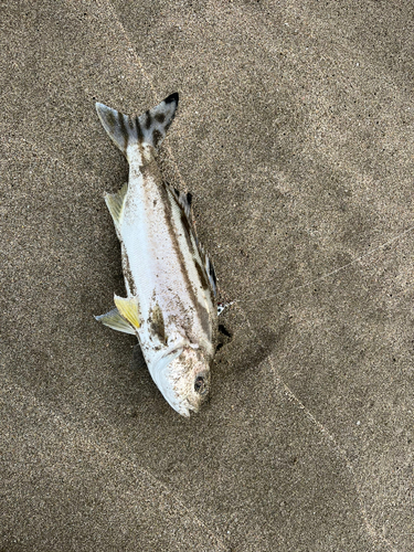 コトヒキの釣果