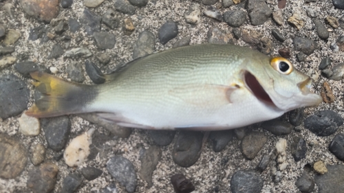 ヒメフエダイの釣果