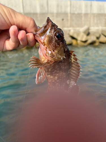 カサゴの釣果