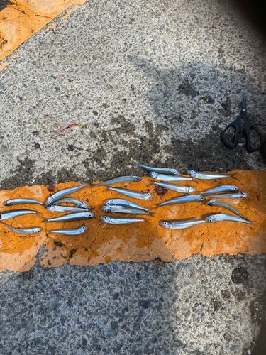 トウゴロウイワシの釣果