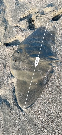 ツバクロエイの釣果
