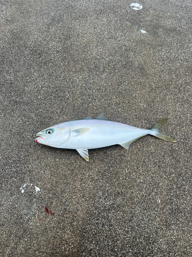 ワカシの釣果