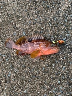 キジハタの釣果