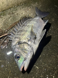 クロダイの釣果