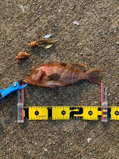 キジハタの釣果