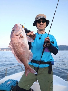 マダイの釣果