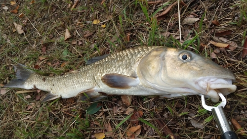 ニゴイの釣果