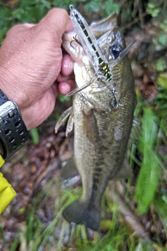 ラージマウスバスの釣果