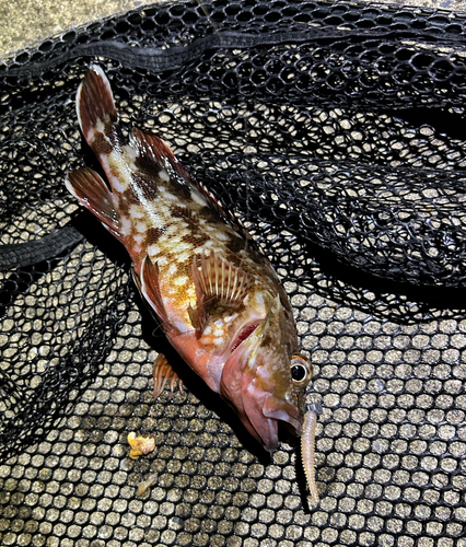 カサゴの釣果