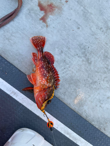 アラカブの釣果