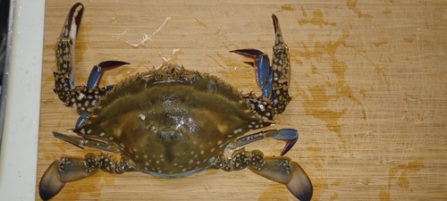 タイワンガザミの釣果