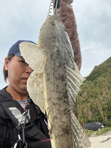 マゴチの釣果