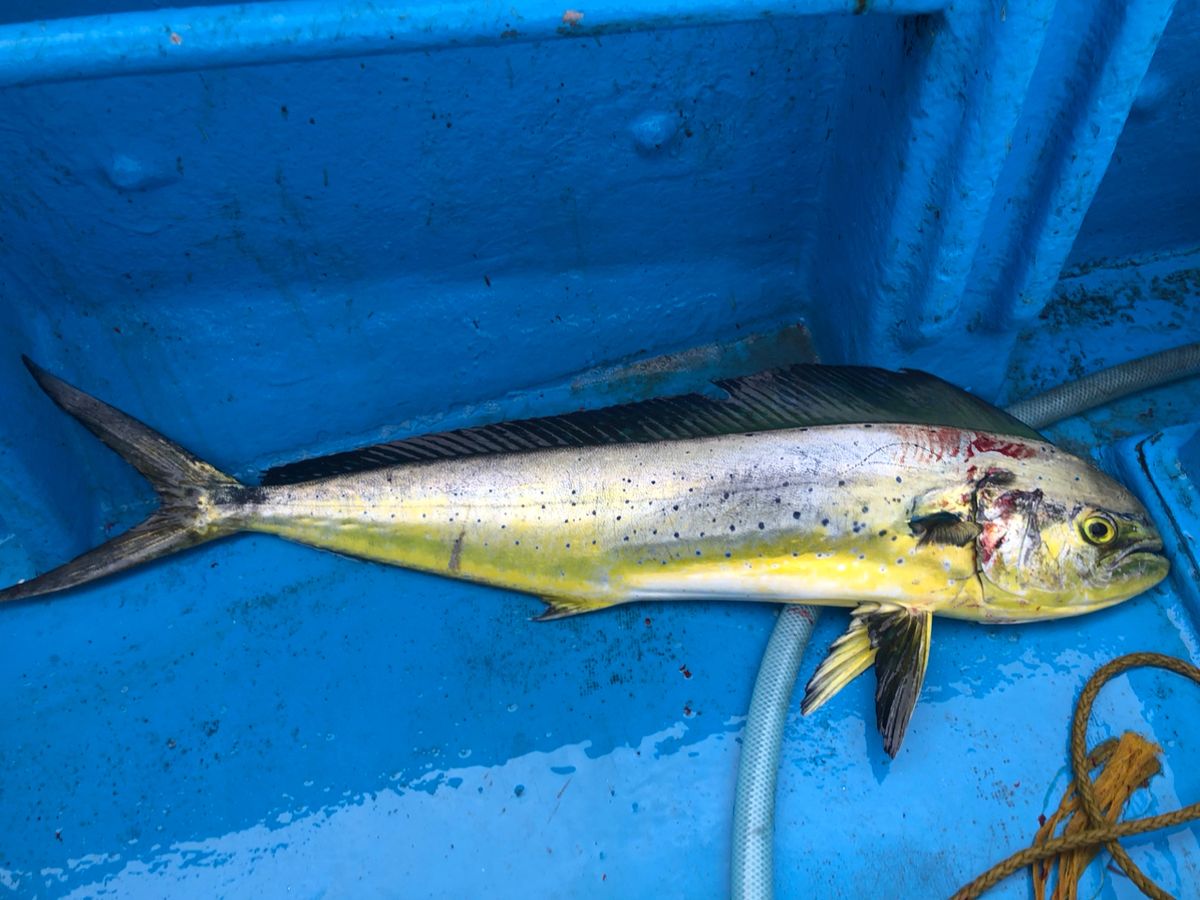 へなちょこ　釣り師さんの釣果 2枚目の画像