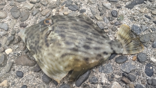 カワハギの釣果