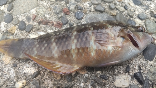 ホシササノハベラの釣果