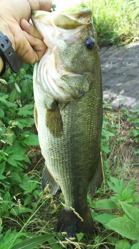 ラージマウスバスの釣果