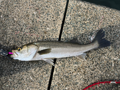 シーバスの釣果