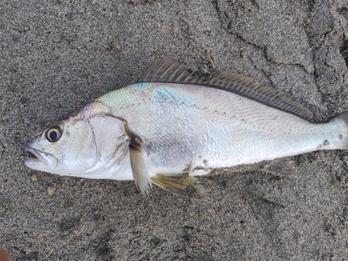 ニベの釣果