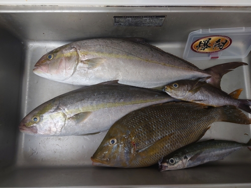 カンパチの釣果