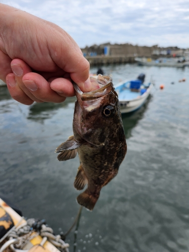 クロソイの釣果