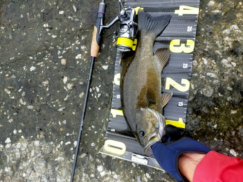 スモールマウスバスの釣果