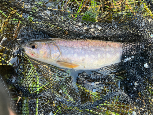 アメマスの釣果