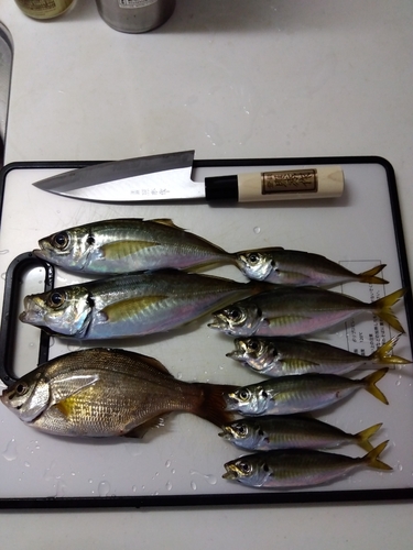 アジの釣果