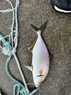 ショゴの釣果