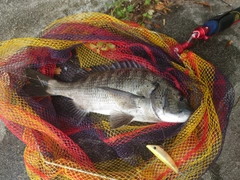 クロダイの釣果