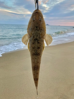 マゴチの釣果