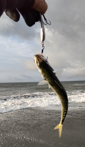 マサバの釣果