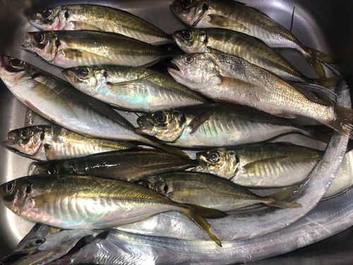 タチウオの釣果